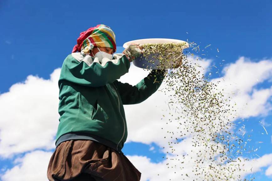 西藏吉?。簬愠两襟w驗秋收打場【11】