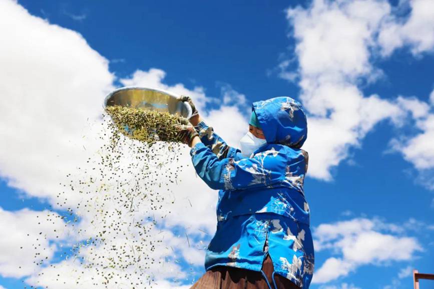 西藏吉?。簬愠两襟w驗秋收打場【12】