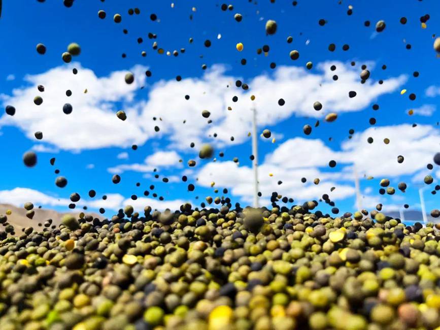 西藏吉?。簬愠两襟w驗秋收打場【14】