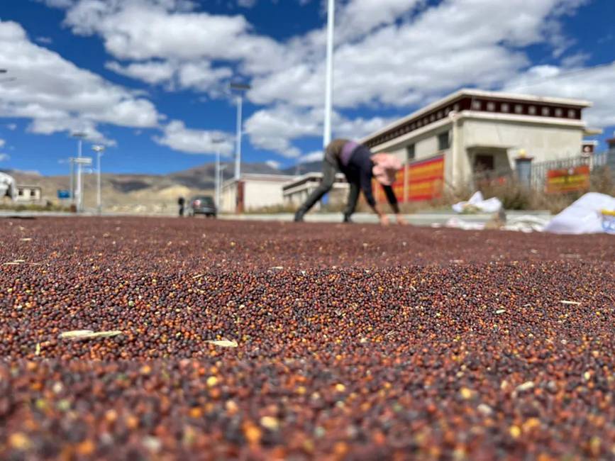 西藏吉?。簬愠两襟w驗秋收打場【15】