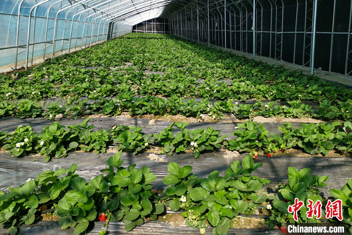 圖為10月21日，康馬縣薩馬達鄉(xiāng)高原溫室大棚內(nèi)的草莓長勢良好。<a target='_blank' href='/'><p  align=