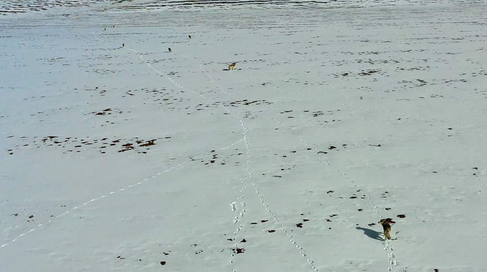 天地一色，狼群在雪地里不斷地向前奔跑。