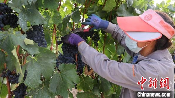 圖為當(dāng)?shù)卮迕癫烧咸选！∩侥仙Ｈ湛h委宣傳部提供