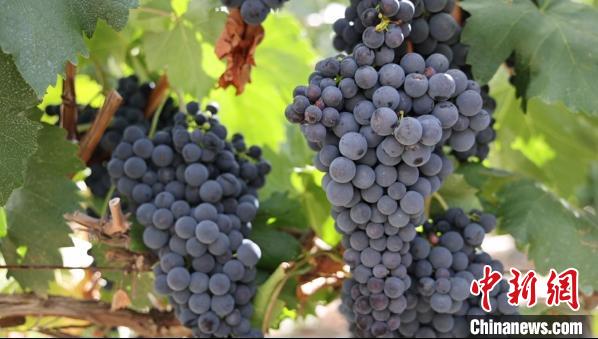 圖為桑日縣種植的葡萄?！∩侥仙Ｈ湛h委宣傳部提供