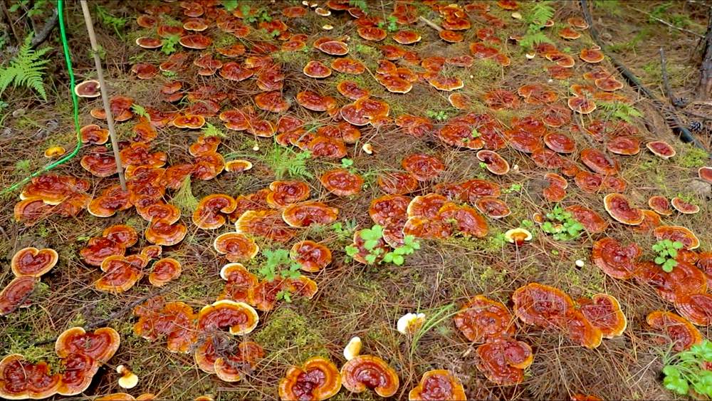 靈芝長(zhǎng)勢(shì)喜人。