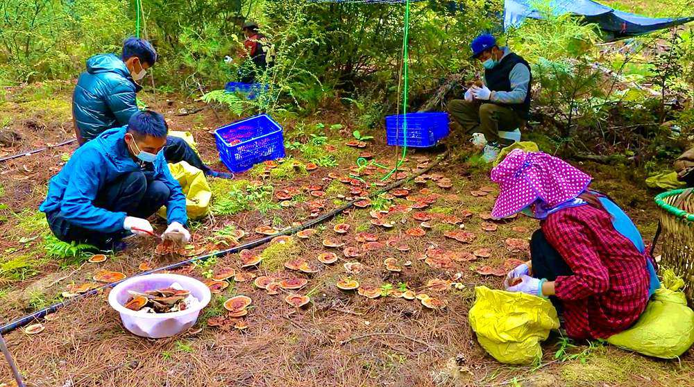 采摘靈芝。