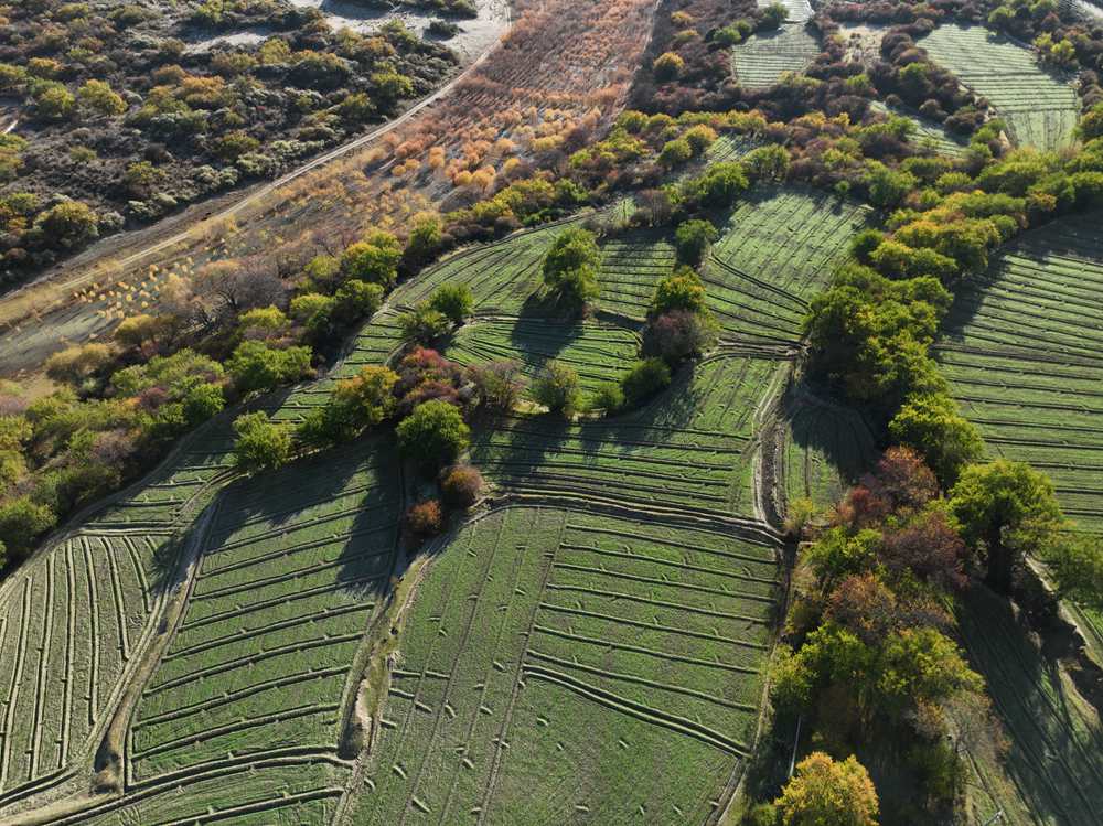 雅魯藏布江畔的高原梯田。