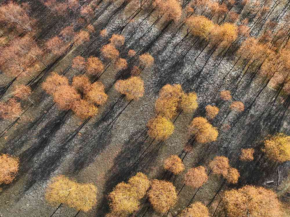 入冬時節(jié)，雅魯藏布江畔的樹林一片金黃。