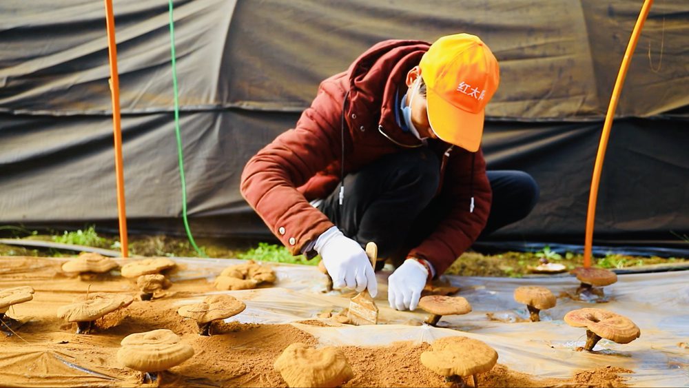 采收靈芝孢子粉。