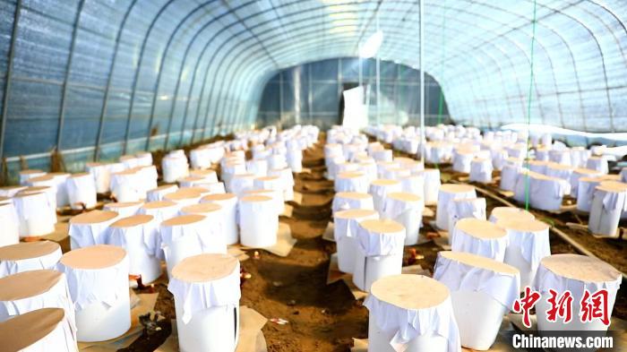 圖為靈芝套袋?！∴嚢?攝