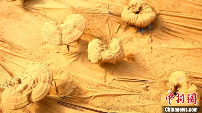 圖為靈芝基地內(nèi)孢子粉布滿塑料膜。　德吉 攝