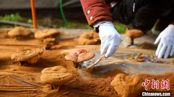 圖為農(nóng)民采收靈芝孢子粉?！〉录?攝