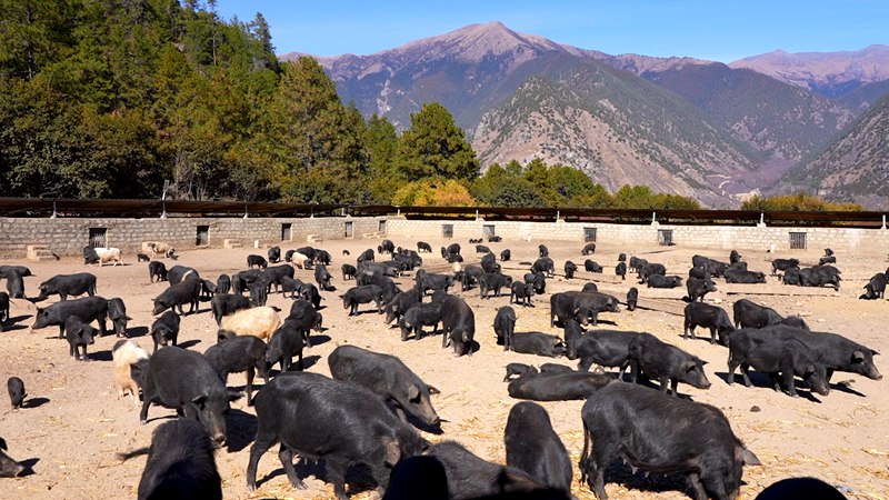 養(yǎng)殖基地里的藏香豬。