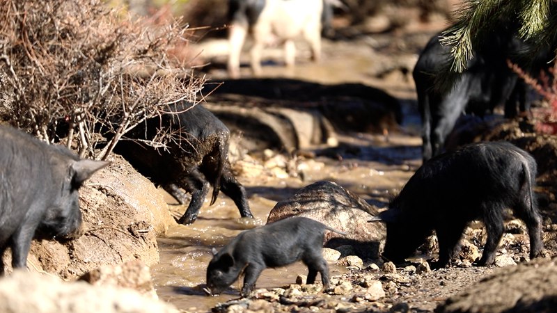 藏香豬在喝水。