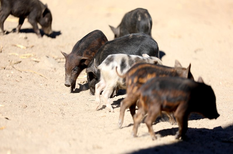 藏香豬在覓食。