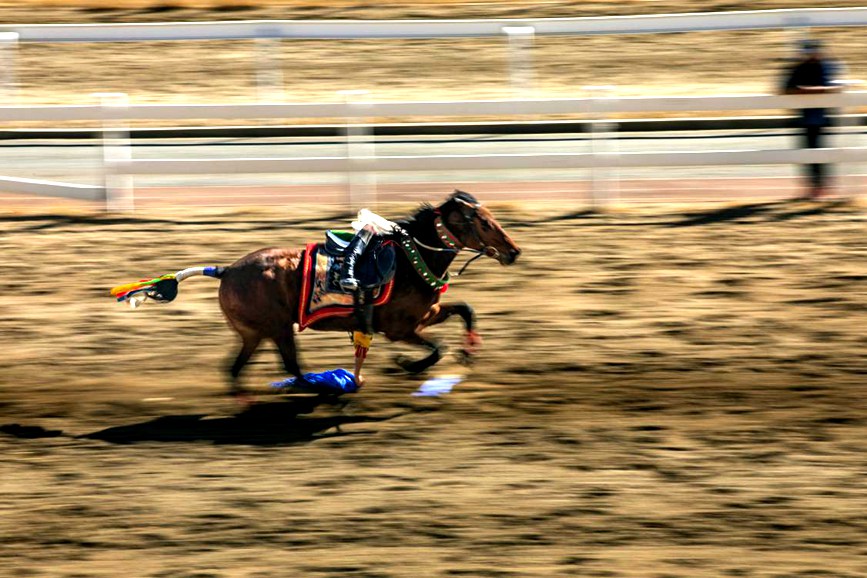 藏歷新年，精彩的馬術(shù)表演。張靜攝