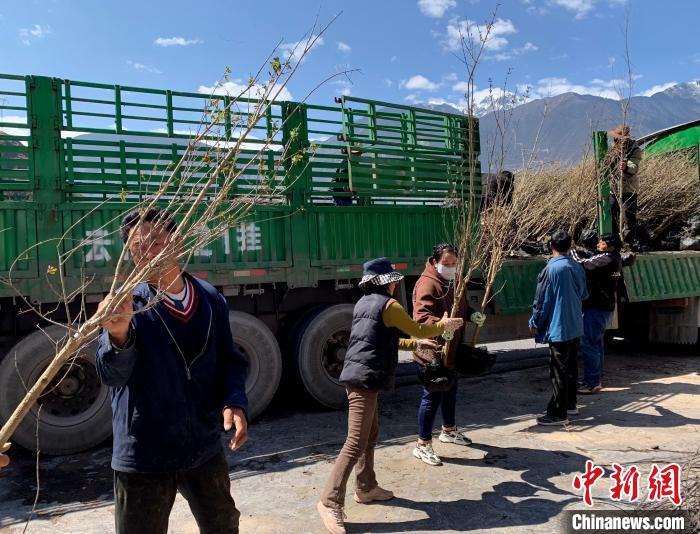 民眾搬運苗木?！〔际忻⒖悼h委宣傳部供圖