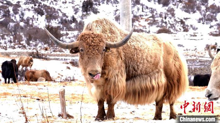 圖為角木那村生態(tài)散養(yǎng)的牦牛?！“蜕Ｇ?　攝