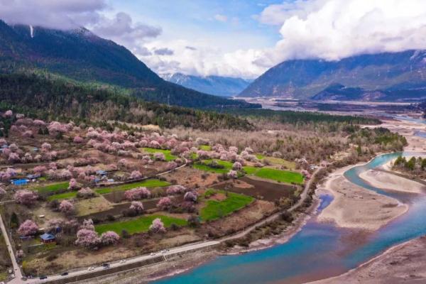 人間桃花源！林芝桃花有多絕？