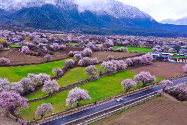 人間桃花源！林芝桃花有多絕？