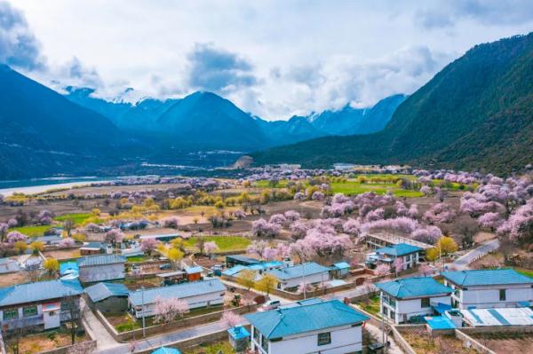 人間桃花源！林芝桃花有多絕？