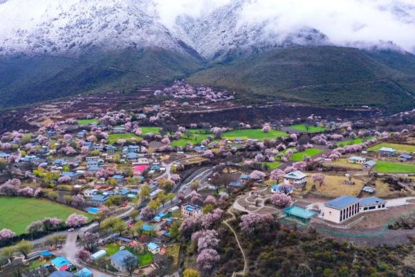 人間桃花源！林芝桃花有多絕？
