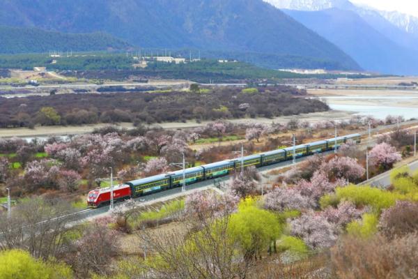人間桃花源！林芝桃花有多絕？