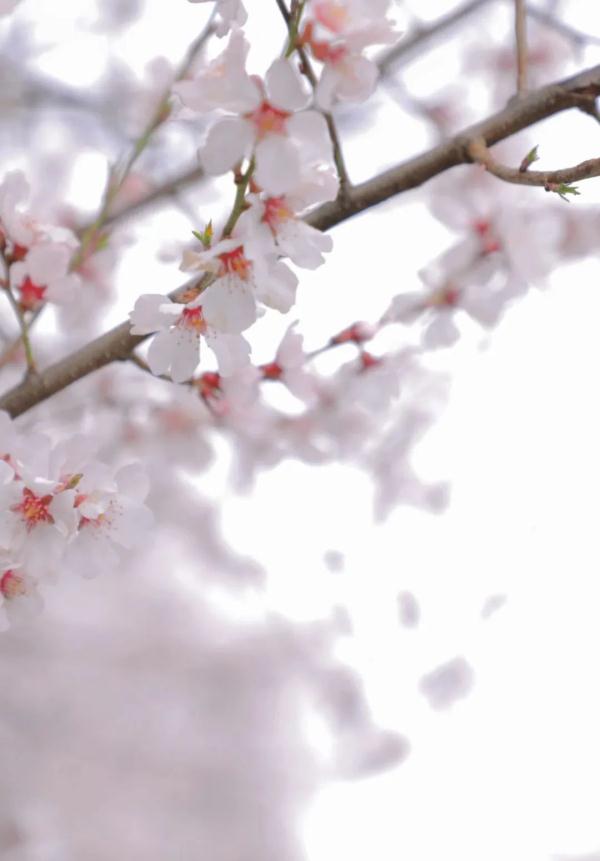 人間桃花源！林芝桃花有多絕？