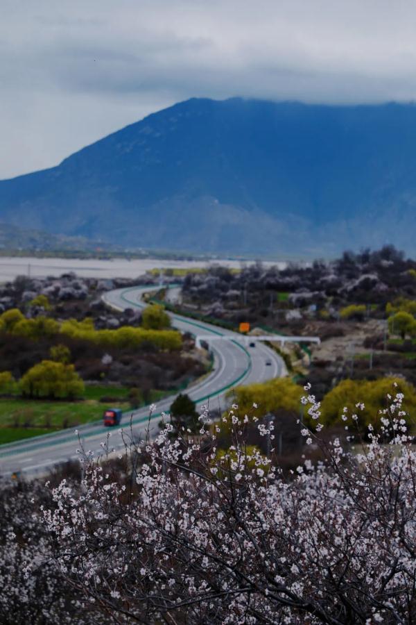 人間桃花源！林芝桃花有多絕？