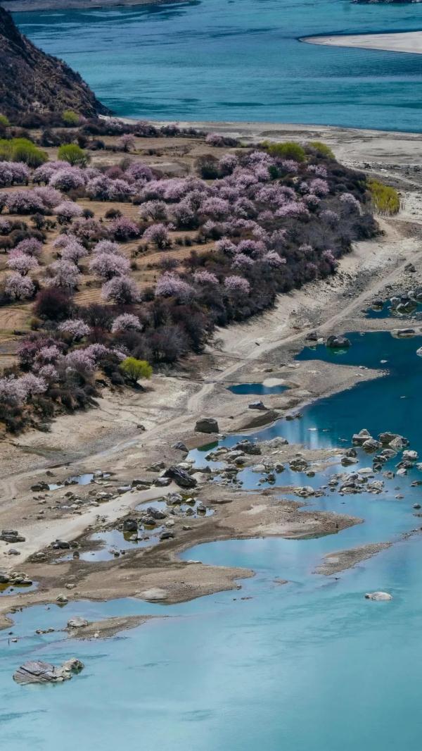 人間桃花源！林芝桃花有多絕？