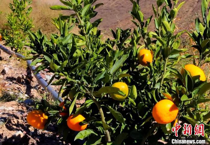 昌都芒康縣依托“兩江流域”干熱河谷地帶地理優(yōu)勢將康巴蜜橘、蘋果、甜石榴、葡萄、蜜桃等經(jīng)濟(jì)林木種植?！〔际忻⒖悼h委宣傳部供圖