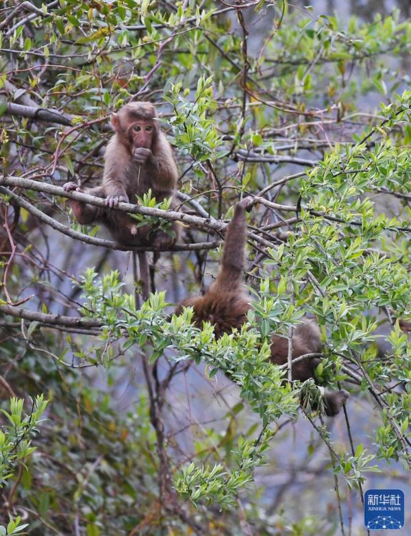 西藏:勒布溝里的獼猴