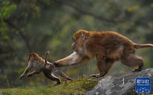 西藏:勒布溝里的獼猴