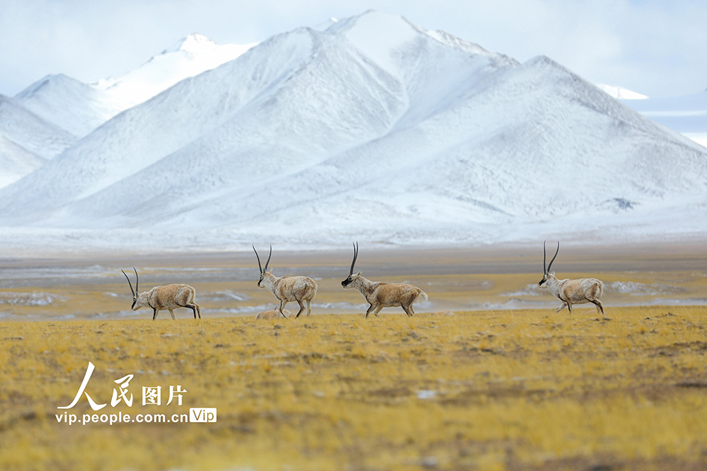 西藏阿里:野生動物悠閑覓食【2】