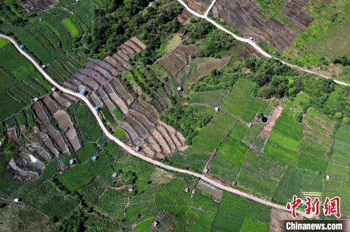 圖為西藏林芝市墨脫縣城附近的茶田。(無人機照片) 李林 攝