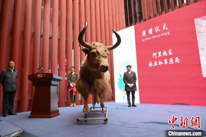 圖為阿里地區(qū)林草局捐贈的金絲野牦牛標(biāo)本?！≮w朗 攝