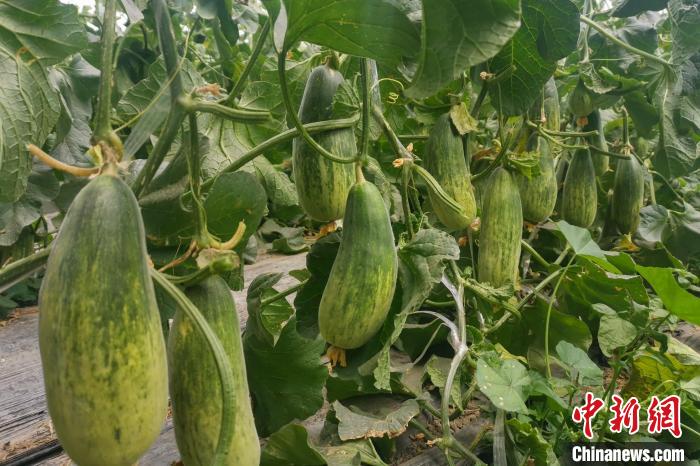 西藏海拔4400多米康馬縣甜瓜、西瓜豐收