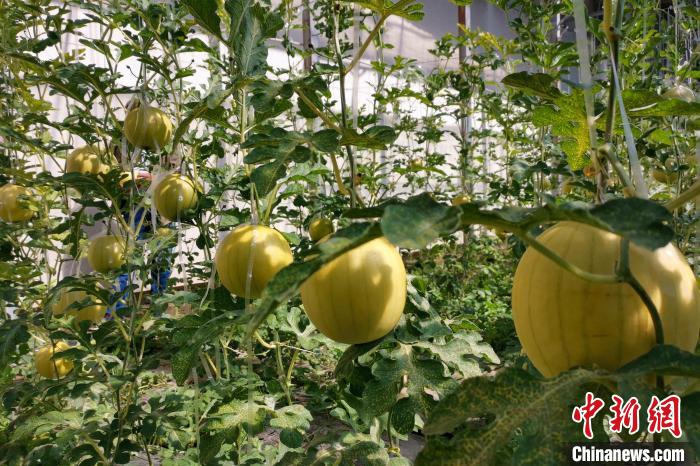 圖為康馬縣大棚內(nèi)的金太陽西瓜?！⒔ㄜ?攝