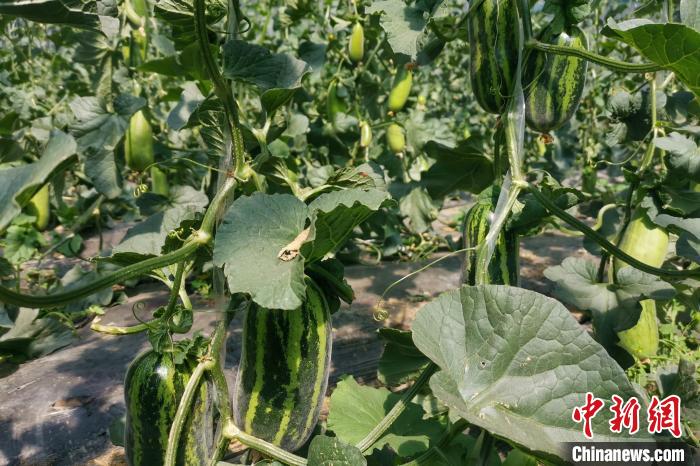 圖為西藏康馬縣大棚內(nèi)的博洋九號甜瓜?！⒔ㄜ?攝