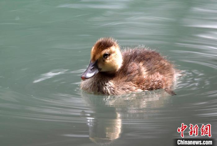 圖為6月22日，棲息在拉魯濕地的白眼潛鴨。　李林 攝