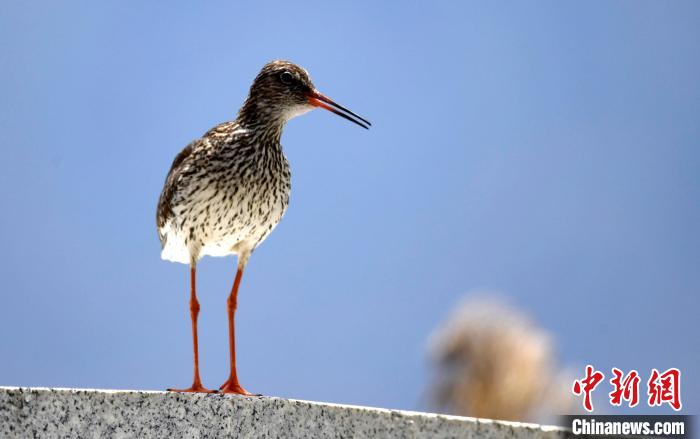 圖為6月22日，棲息在拉魯濕地的紅腳鷸?！±盍?攝