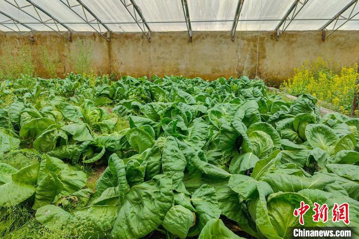 公珠湖執(zhí)勤點的大棚蔬菜，種菜是該執(zhí)勤點輪換民警們的日常?！↓埿▲P 攝