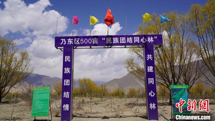 圖為“民族團結(jié)同心林”項目?！∧藮|融媒供圖