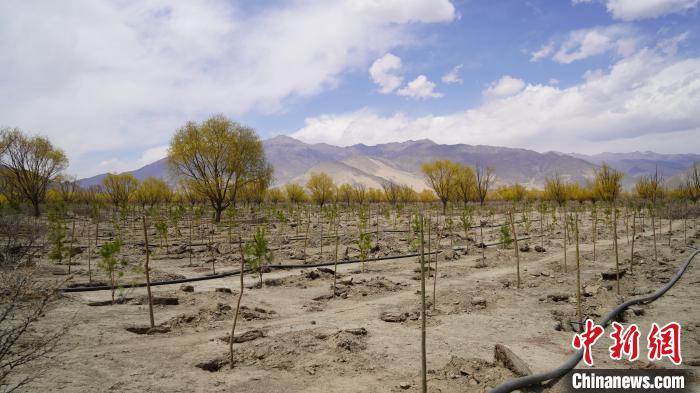 圖為位于乃東區(qū)雅魯藏布江河畔的“民族團結(jié)同心林”已初具雛形?！∧藮|融媒供圖