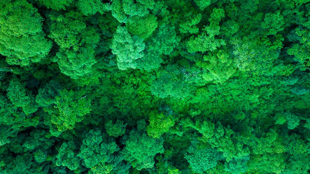 森林覆蓋率達(dá)到50%以上，滿目皆綠。益西曲批攝