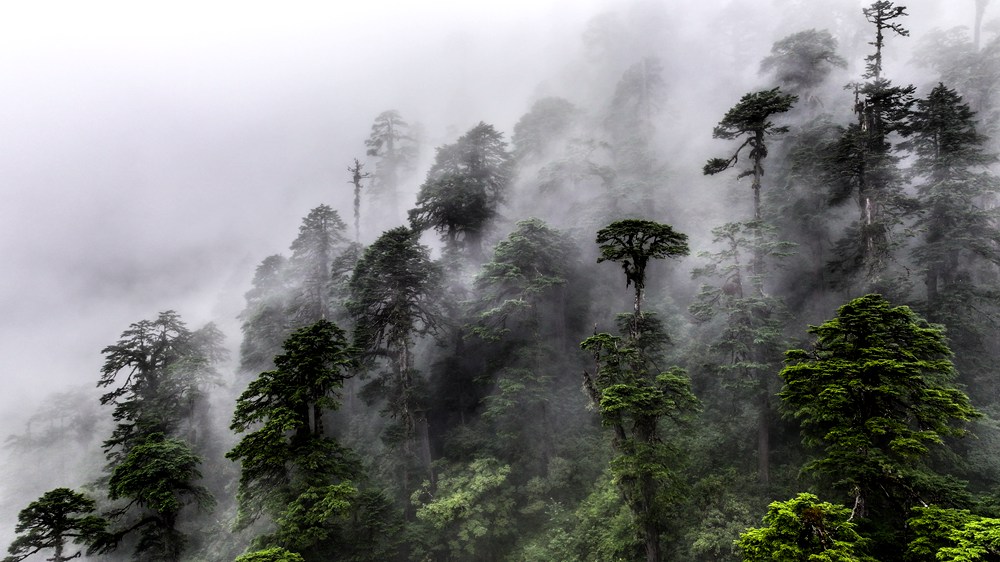 水霧蒸騰，滿目皆綠。張澤坤攝