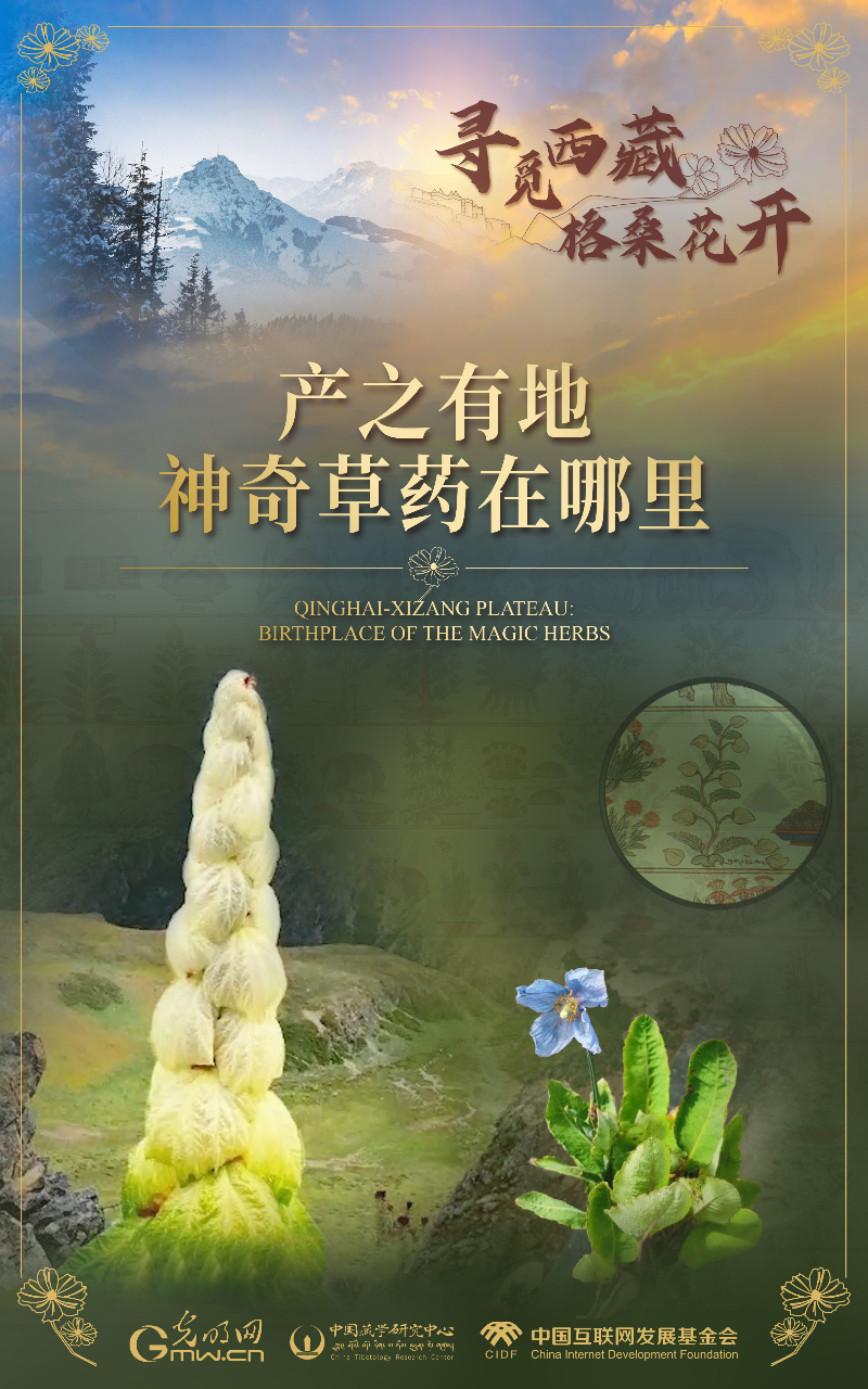 【尋覓西藏·格桑花開】產(chǎn)之有地:神奇草藥在哪里