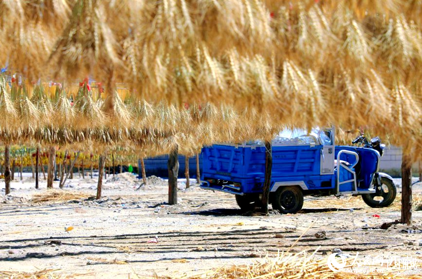 金燦燦的秋天，都是收獲。  人民網(wǎng) 李海霞攝