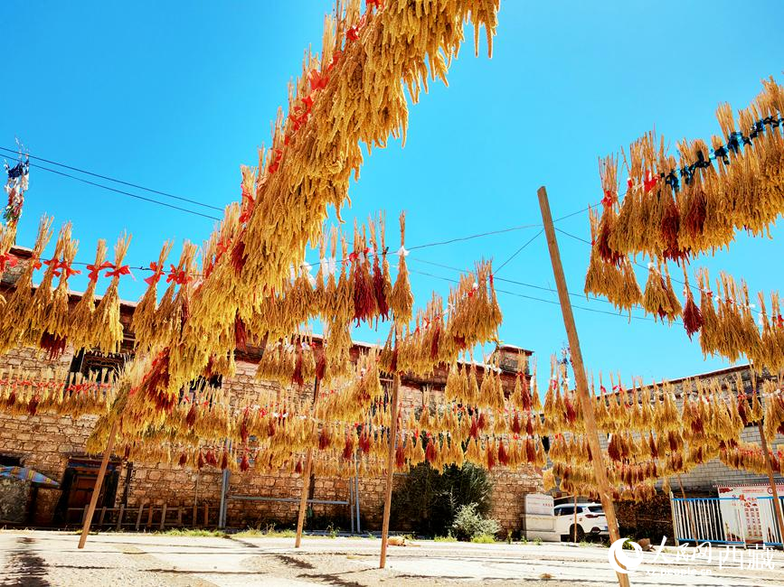 村子廣場上曬滿了糧食。 人民網(wǎng) 李海霞攝