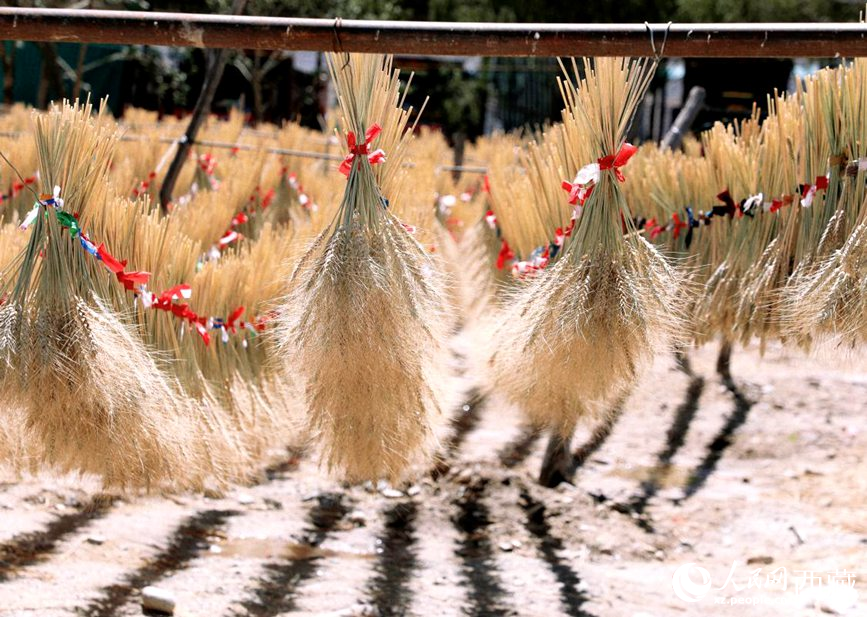 整個村莊沉浸在收獲的喜悅中。人民網(wǎng) 李海霞攝